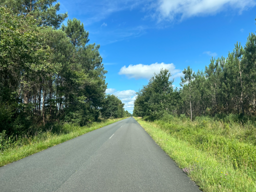 Asphaltierte Straße durch Wald und Grünflächen