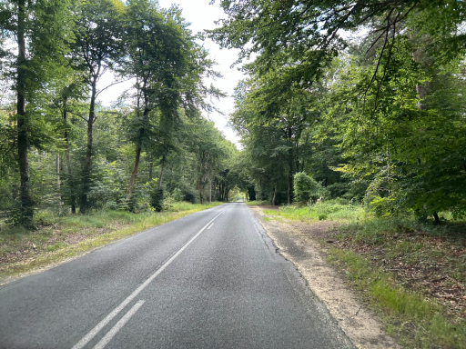 Straße durch grünen Wald nahe Fontainebleau