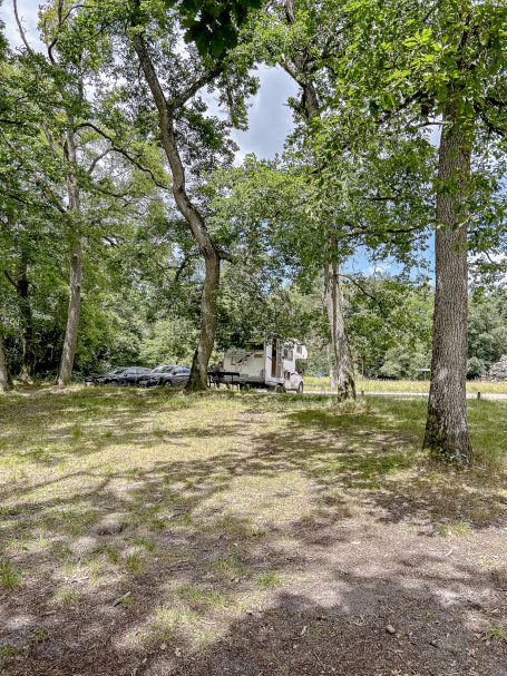 Ein bewaldeter Bereich mit hohen Bäumen und Lichtungen im Hintergrund.