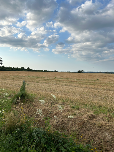 Weite Feldlandschaft mit Stoppeln unter großem Himmel
