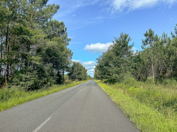 Schmaler, asphaltierten Weg umgeben von Bäumen und Sträuchern unter blauem Himmel.