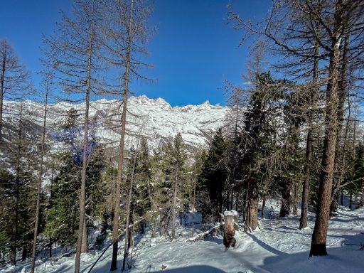 Verschneiter Wald mit Blick auf hohe Berge