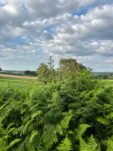 Dichte Farnpflanzen in natürlicher Landschaft Frankreichs