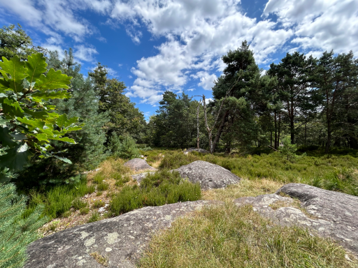Heidelandschaft mit Felsen und Bäumen im Wald von Fontainebleau