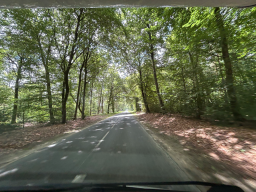 Schmale Straße durch dichten Wald in Südwestfrankreich